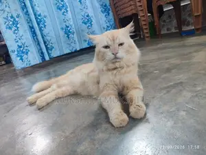 Persian Cat