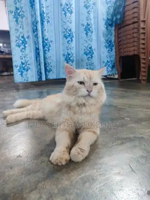 Persian Cat