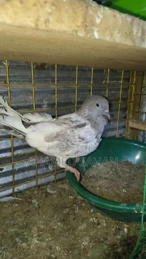 Pigeon