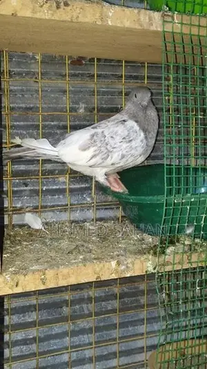 Pigeon
