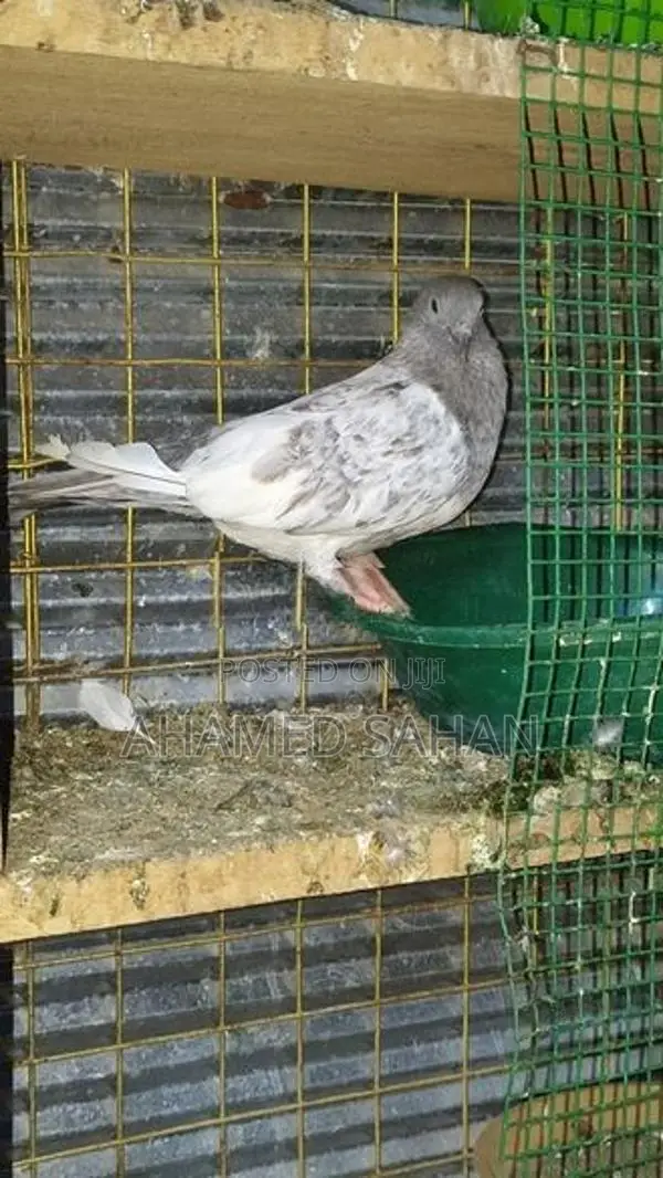 Pigeon
