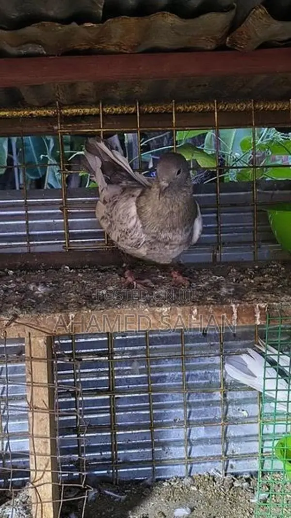 Pigeon