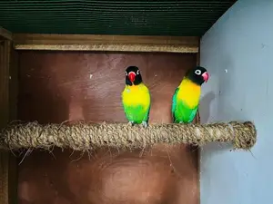 African Lovebirds
