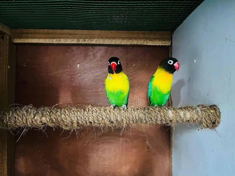 African Lovebirds