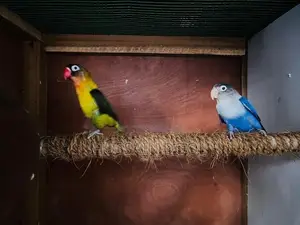 African Lovebirds