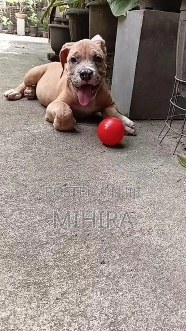 American Bully Puppies