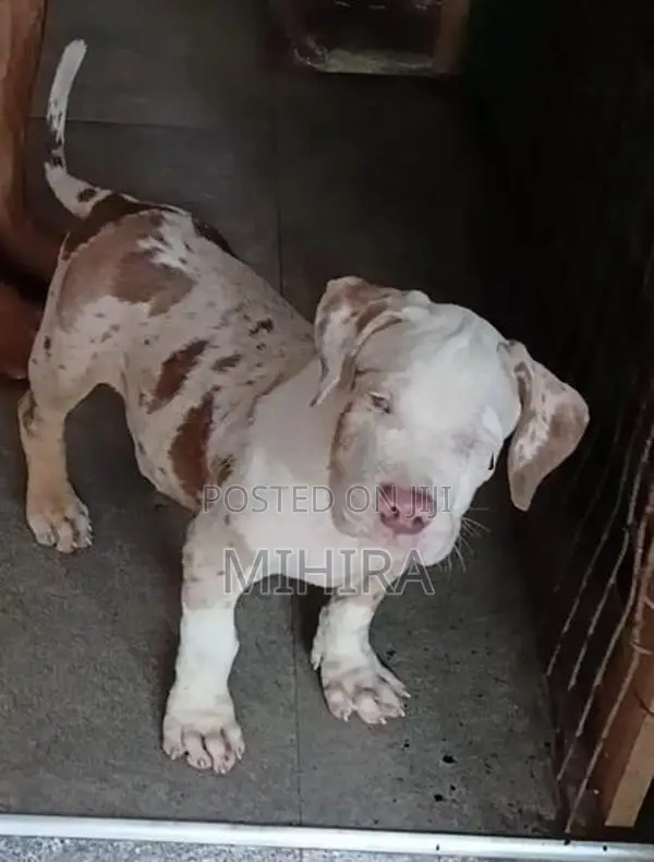 American Bully Puppies