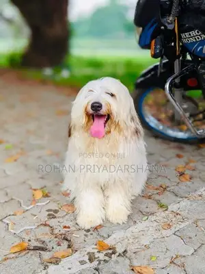 Tibetan Terrier