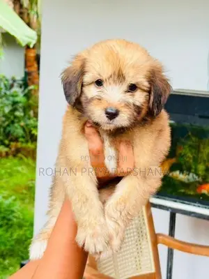 Tibetan Terrier