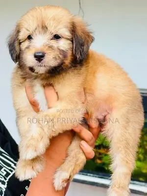 Tibetan Terrier