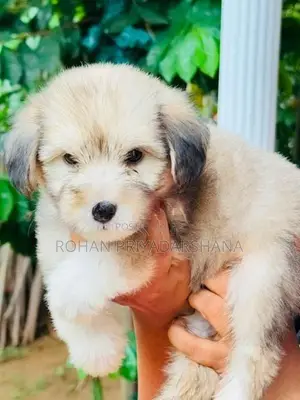 Tibetan Terrier