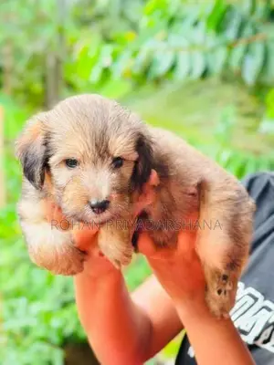 Tibetan Terrier