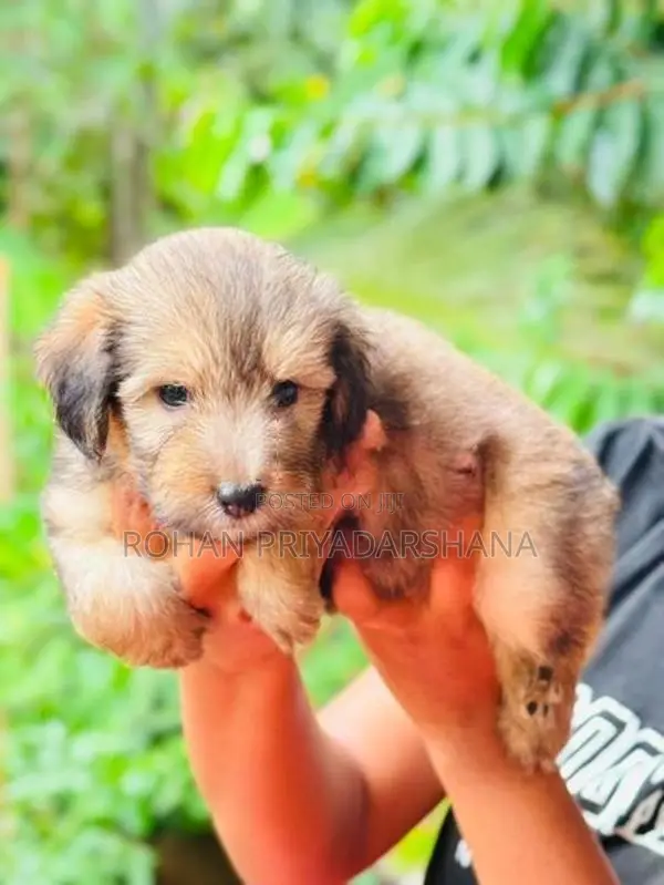 Tibetan Terrier