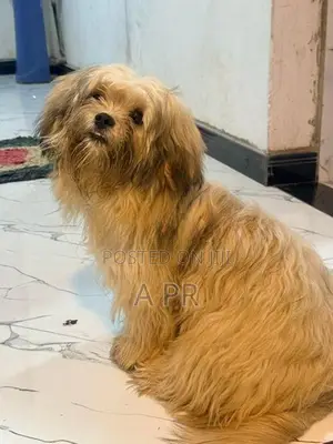 Shih Tzu Puppy