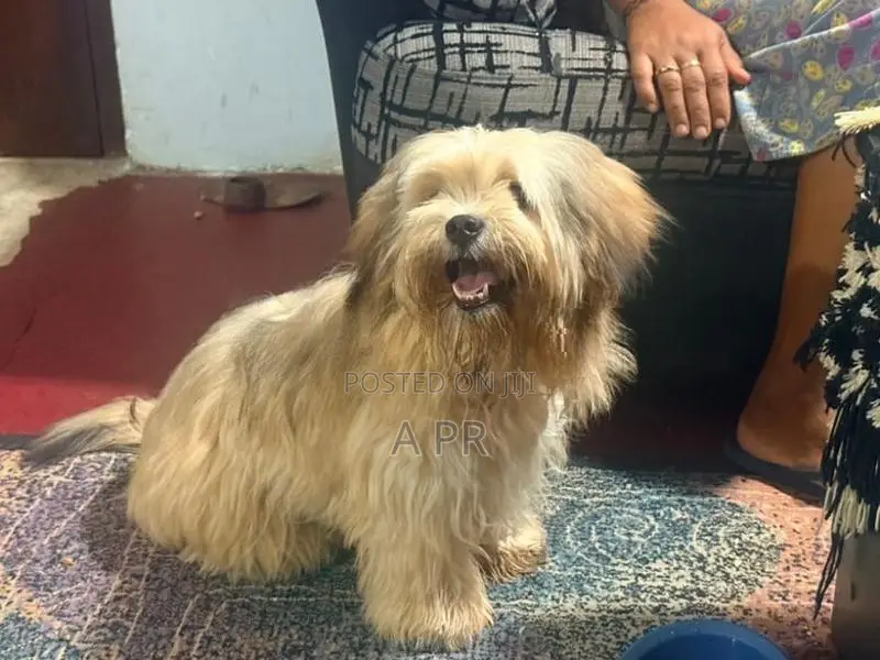 Shih Tzu Puppy