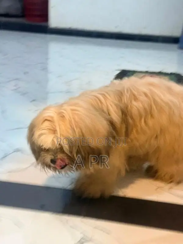 Shih Tzu Puppy