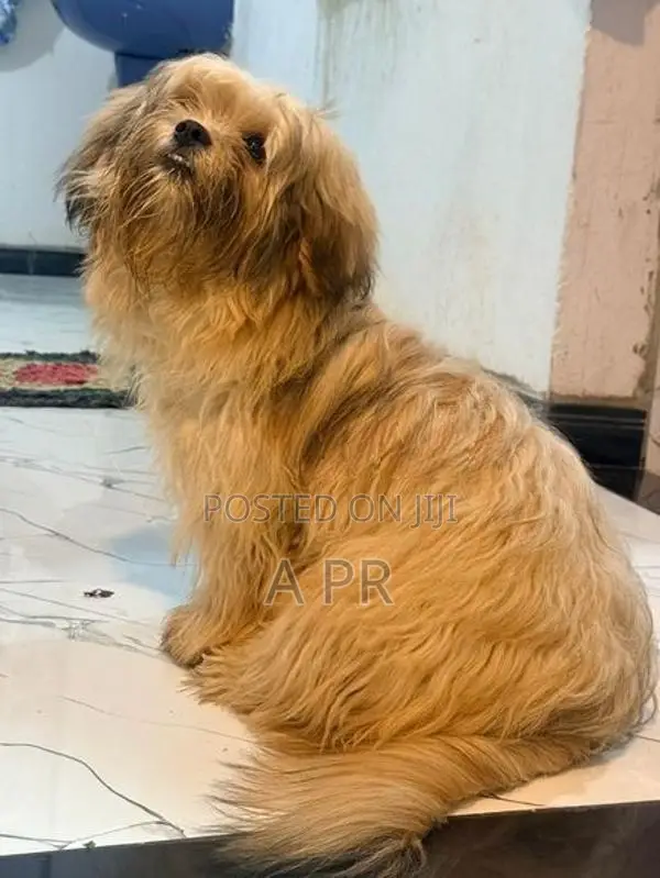 Shih Tzu Puppy