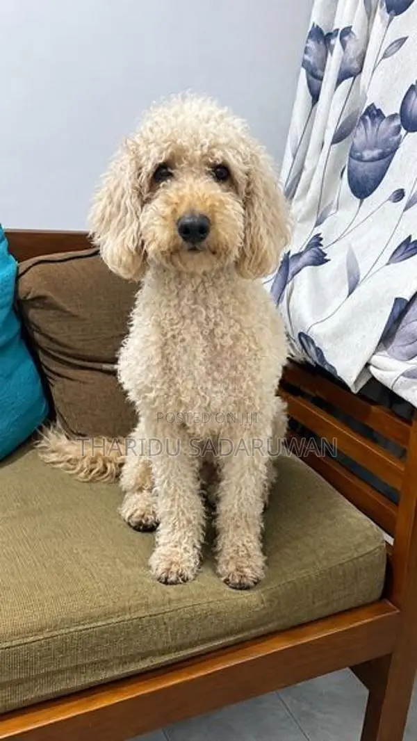 Toy Poodle Puppies