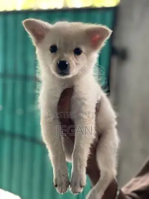 Mini Pomeranian
