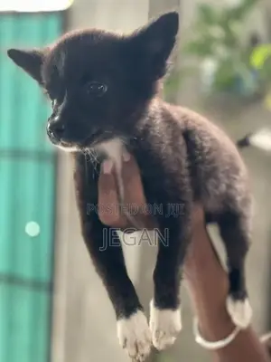 Mini Pomeranian