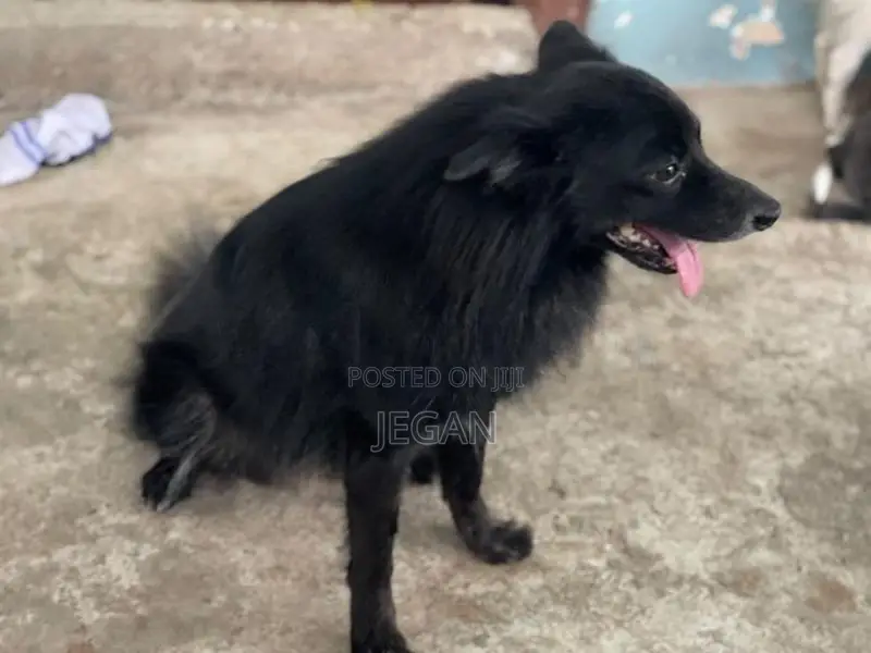 Mini Pomeranian