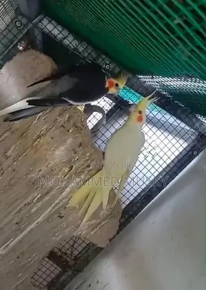 Cockatiel Breeding Pair