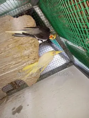 Cockatiel Breeding Pair
