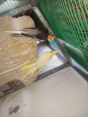 Cockatiel Breeding Pair