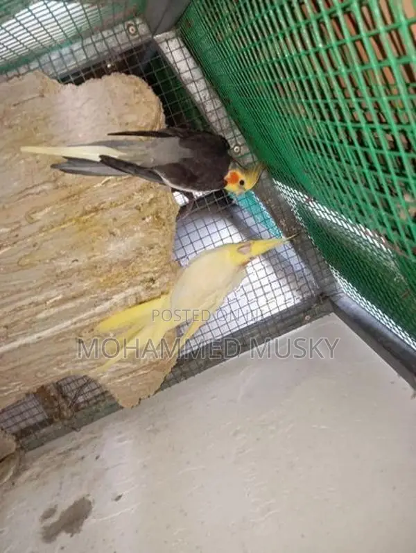Cockatiel Breeding Pair