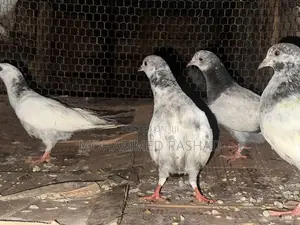 Pigeons