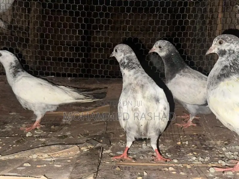Pigeons