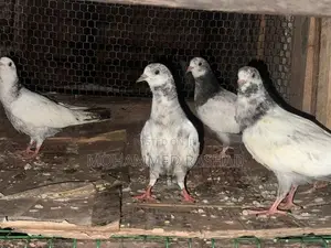 Pigeons