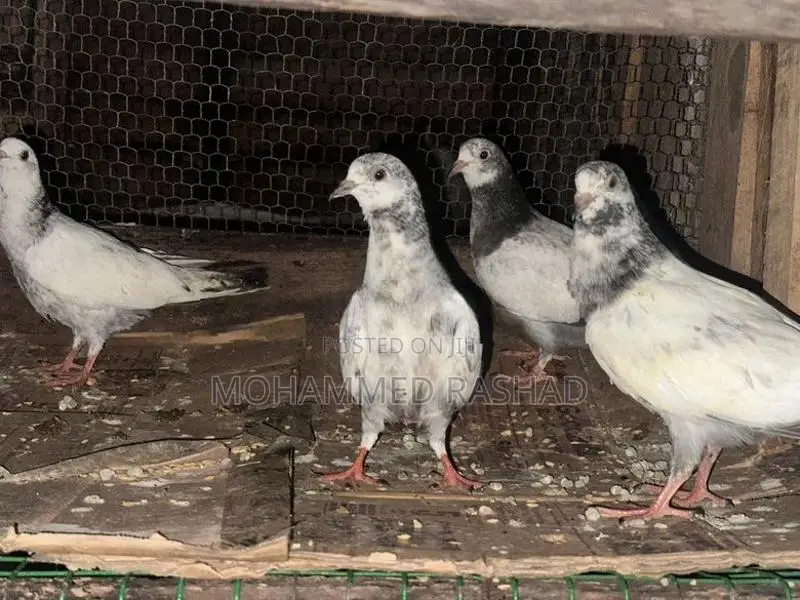 Pigeons