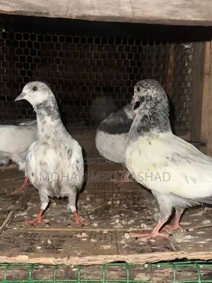 Pigeons