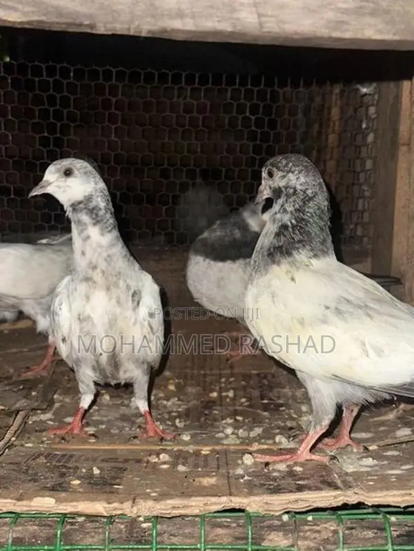 Pigeons