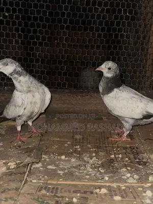 Pigeons