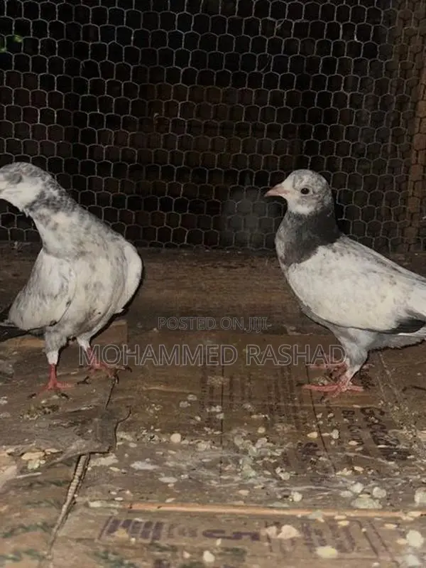 Pigeons