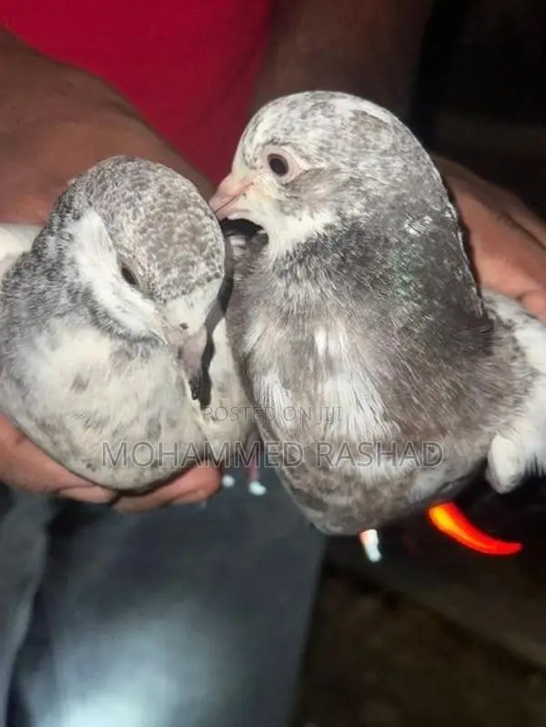 Pigeons