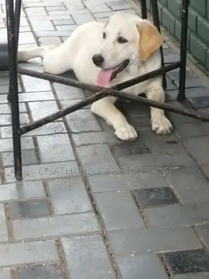 Labrador