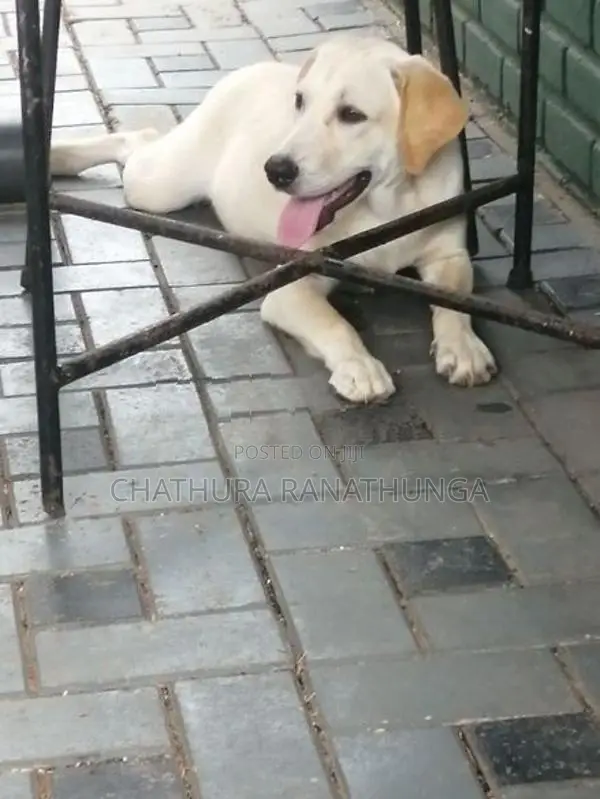 Labrador