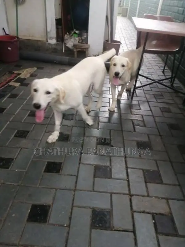 Labrador