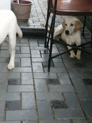 Labrador