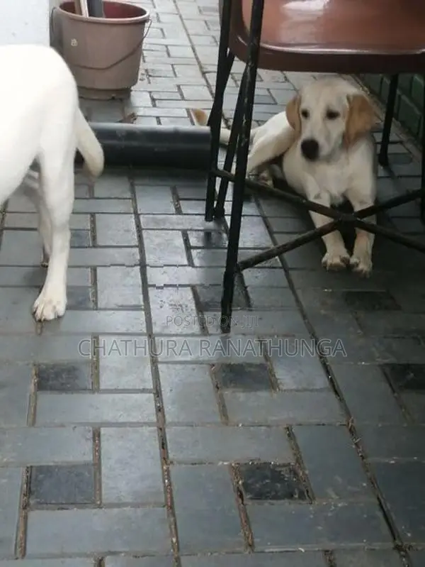 Labrador