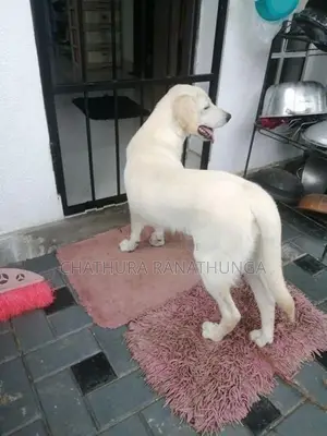 Labrador