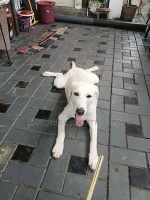 Labrador