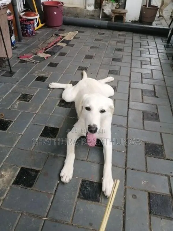 Labrador