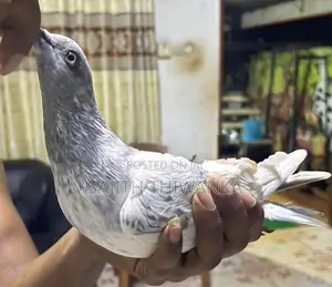 Pigeons