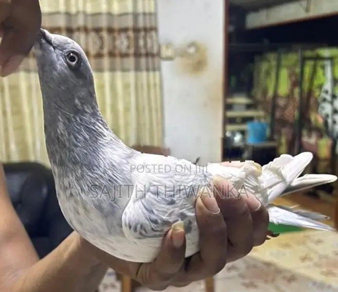 Pigeons