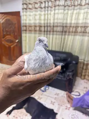 Pigeons