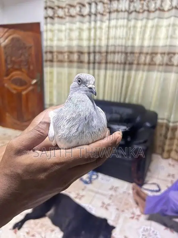 Pigeons